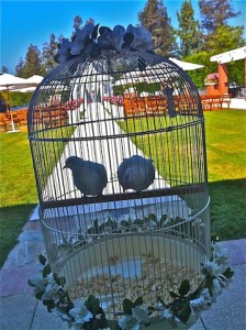 Dove